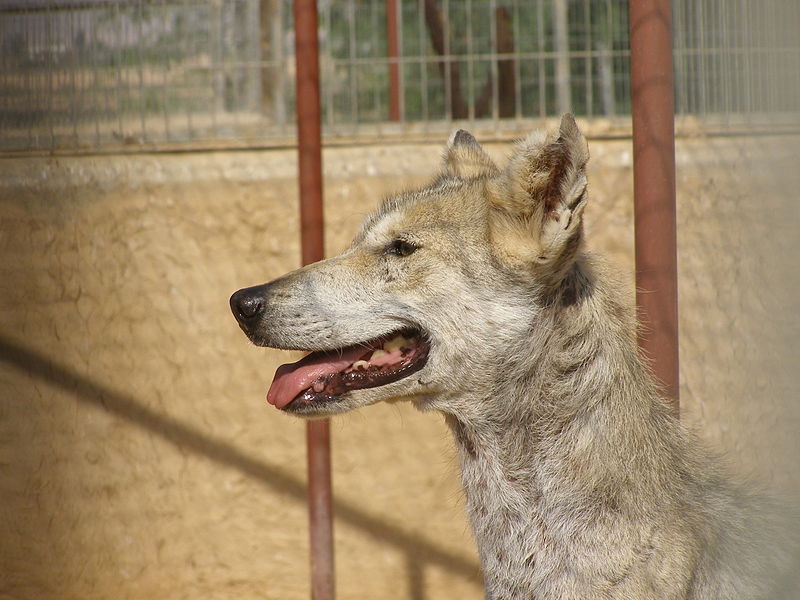 800px-Canis_lupus_female_head