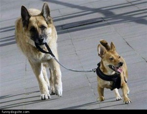 dog_walking_dog.jpg