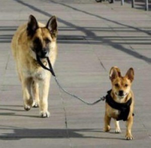 perros-paseando.jpg