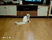 funny-cat-zigzag-crawling-on-the-floor