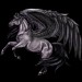 Black-Pegasus-Coats-the-new-howrse-32623067-300-300