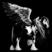 Black-Pegasus-Coats-the-new-howrse-32623073-300-300