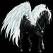 Pegasus-Coats-the-new-howrse-32623139-300-300